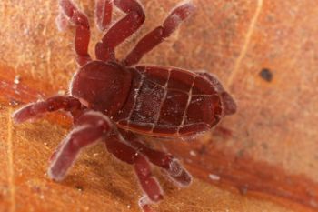 Media type: image;   Invertebrate Zoology 30914